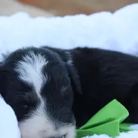 Jack, a male Aussiedoodle for sale in Baldwin, GA – Photo 10 of 10