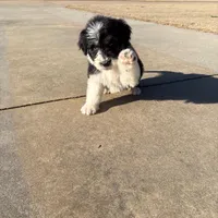 Jack, a male Aussiedoodle for sale in Baldwin, GA – Photo 2 of 10