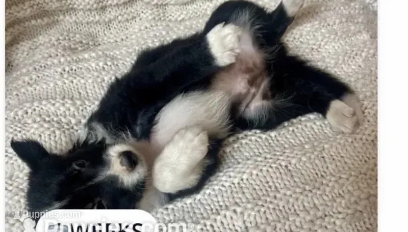 Rockie – Border Collie puppy for sale in Little Rock, AR
