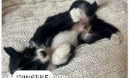 Rockie, a male Border Collie for sale in Little Rock, AR – 1 of 4
