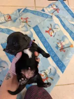 Juliet, a female Belgian Malinois for sale in Guffey, CO – 2 of 2