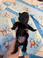Kilo, a female Belgian Malinois for sale in Guffey, CO – 2 of 2