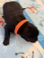 Delta, a male Belgian Malinois for sale in Guffey, CO – 1 of 2
