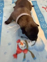 Echo, a female Belgian Malinois for sale in Guffey, CO – 1 of 3