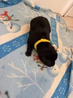 Kilo, a female Belgian Malinois for sale in Guffey, CO – 1 of 2