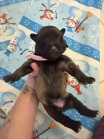 Charlie, a female Belgian Malinois for sale in Guffey, CO – 2 of 2