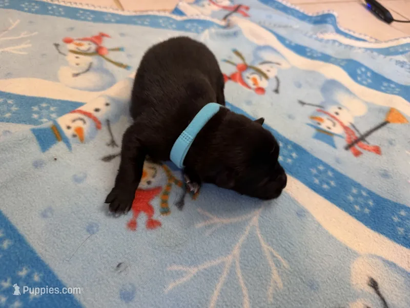 Sierra – Belgian Malinois puppy for sale in Guffey, CO