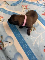 Charlie, a female Belgian Malinois for sale in Guffey, CO – 1 of 2