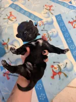 Sierra, a female Belgian Malinois for sale in Guffey, CO – 2 of 2
