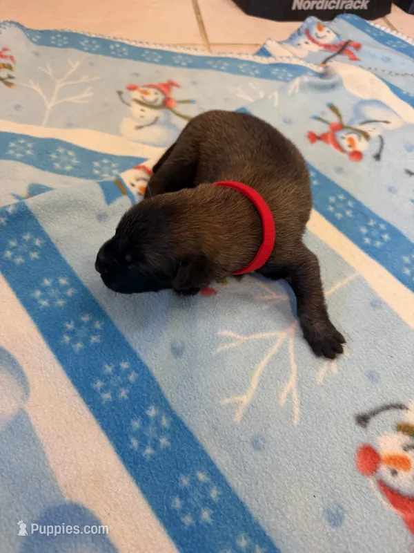 Whiskey – Belgian Malinois puppy for sale in Guffey, CO