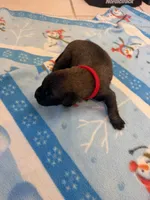 Whiskey, a male Belgian Malinois for sale in Guffey, CO – 1 of 3