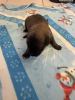 Echo, a female Belgian Malinois for sale in Guffey, CO – 2 of 3