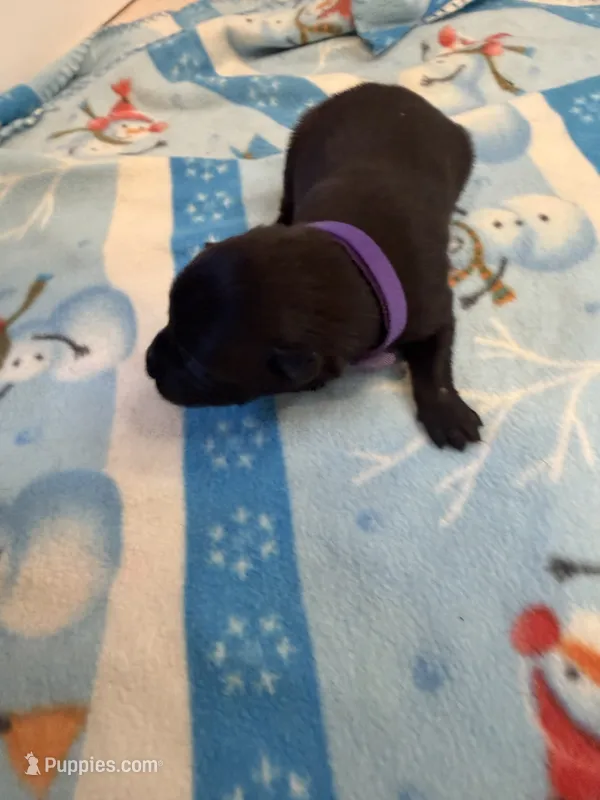 Juliet – Belgian Malinois puppy for sale in Guffey, CO