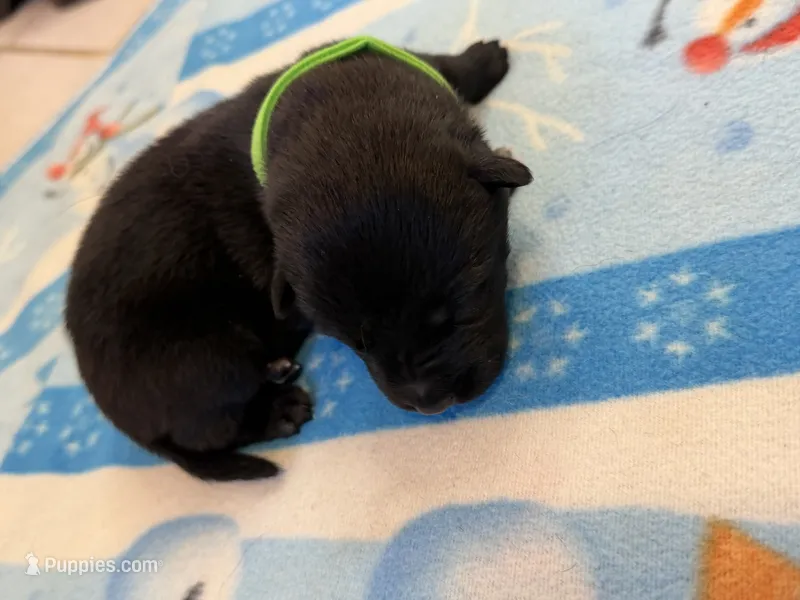 Alpha – Belgian Malinois puppy for sale in Guffey, CO