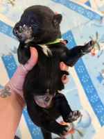Alpha, a male Belgian Malinois for sale in Guffey, CO – 2 of 2