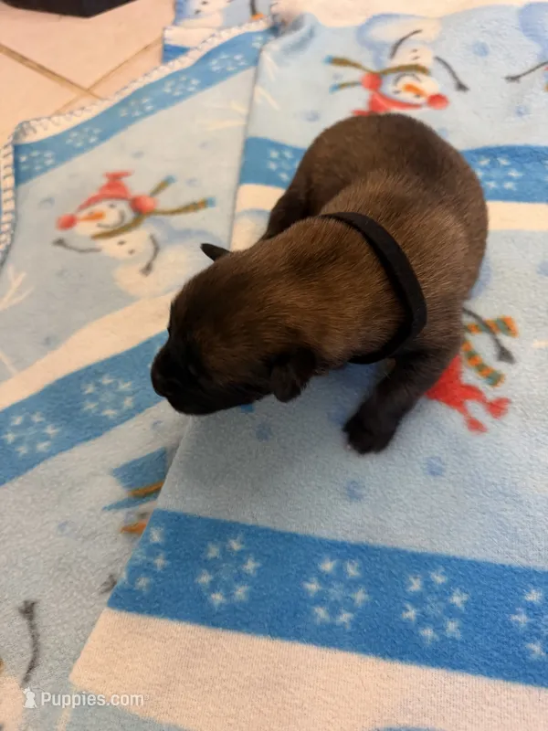 India – Belgian Malinois puppy for sale in Guffey, CO