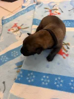 India, a female Belgian Malinois for sale in Guffey, CO – 1 of 3