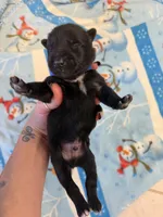 Romeo, a male Belgian Malinois for sale in Guffey, CO – 3 of 3