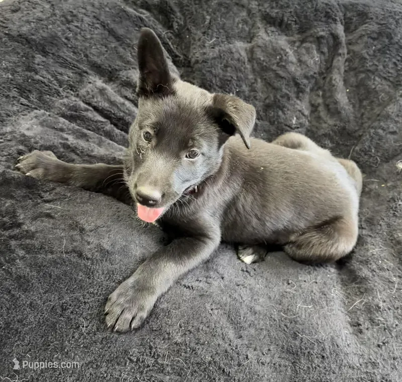 Millie – Belgian Malinois puppy for sale in Guffey, CO