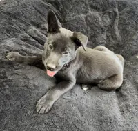 Millie, a female Belgian Malinois for sale in Guffey, CO – Photo 1 of 6