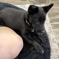 Millie, a female Belgian Malinois for sale in Guffey, CO – Photo 5 of 6