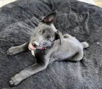 Millie, a female Belgian Malinois for sale in Guffey, CO – Photo 3 of 6