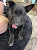 Millie, a female Belgian Malinois for sale in Guffey, CO – Photo 6 of 6