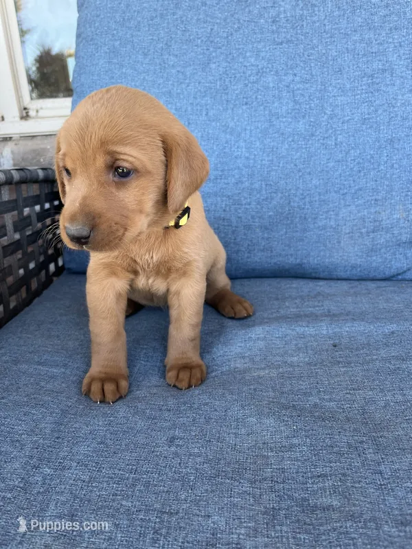 Yellow girl – Labrador Retriever puppy for sale in Paynesville, MN