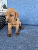 Yellow girl, a female Labrador Retriever for sale in Paynesville, MN – 1 of 4
