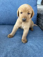 Blue Boy, a female Labrador Retriever for sale in Paynesville, MN – 3 of 4