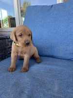 Yellow girl, a female Labrador Retriever for sale in Paynesville, MN – 2 of 4