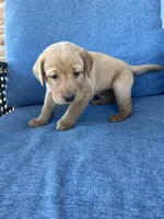 Ivory girl, a female Labrador Retriever for sale in Paynesville, MN – 2 of 3