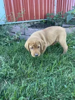Blue Boy, a male Labrador Retriever for sale in Paynesville, MN – 3 of 7