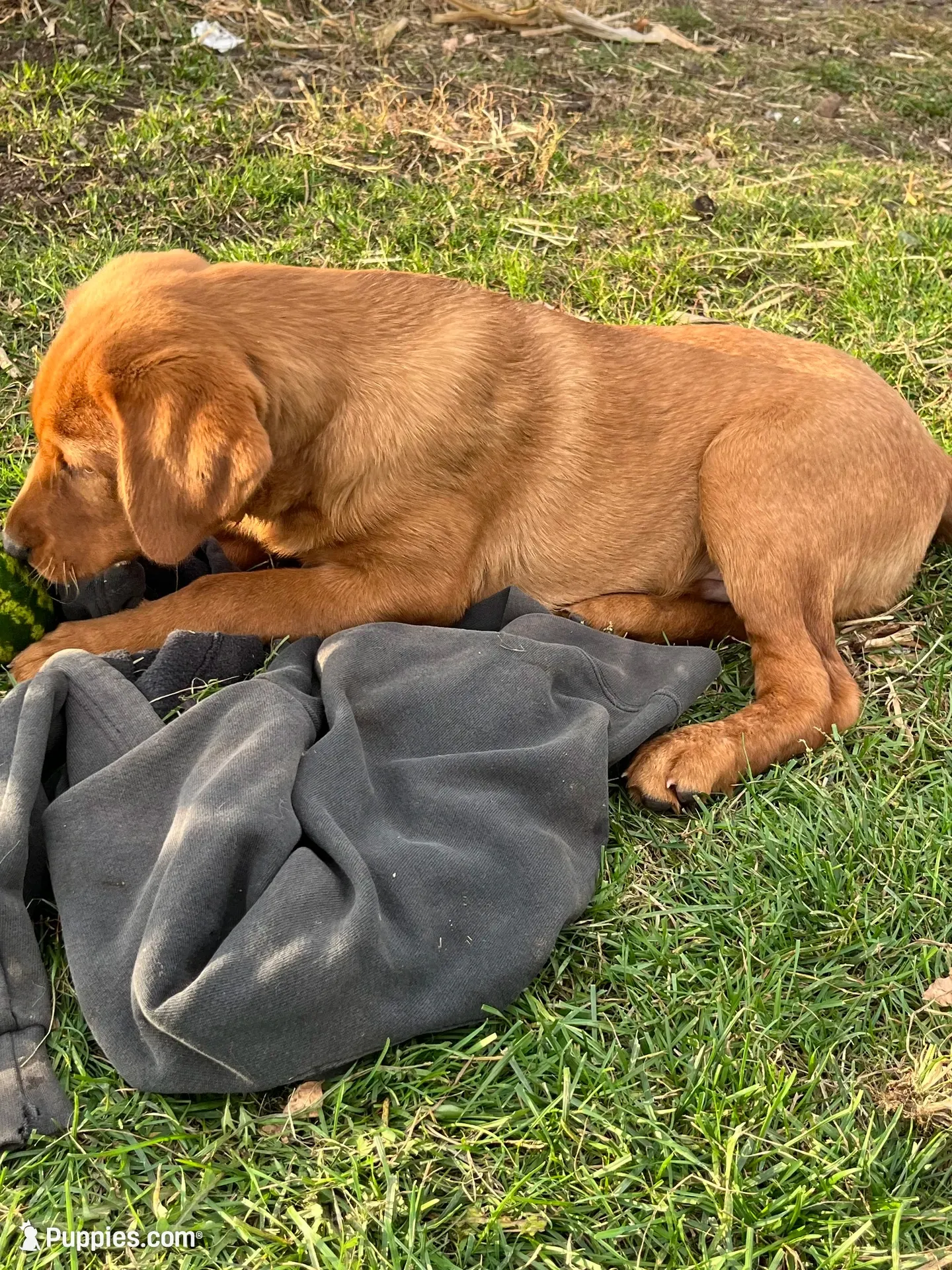 Orange Boy, a male Labrador Retriever for sale in Paynesville, MN – 3 of 3