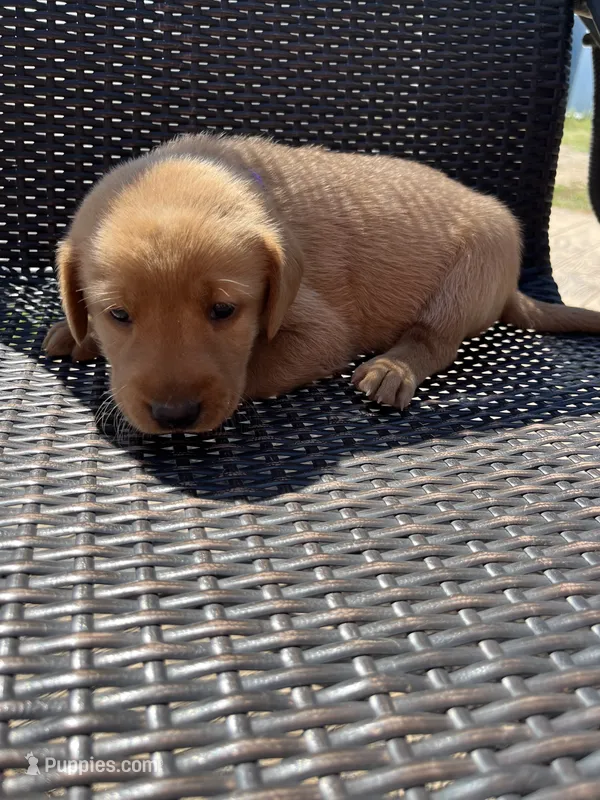 Purple girl – Labrador Retriever puppy for sale in Paynesville, MN