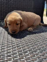 Purple girl, a female Labrador Retriever for sale in Paynesville, MN – 1 of 2
