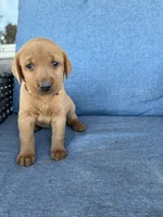 Yellow girl, a female Labrador Retriever for sale in Paynesville, MN – 4 of 4