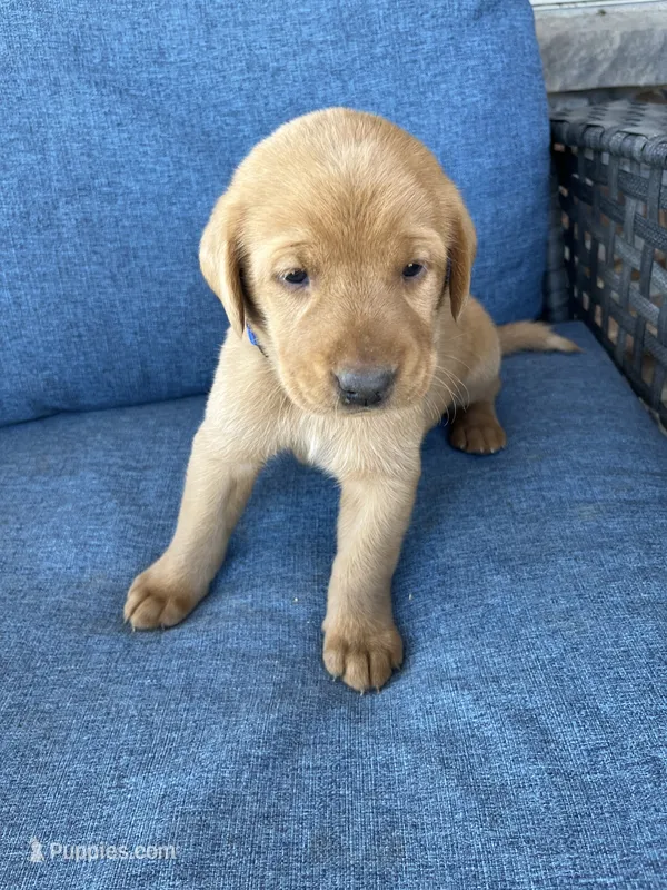 Blue Boy – Labrador Retriever puppy for sale in Paynesville, MN