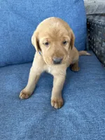 Blue Boy, a female Labrador Retriever for sale in Paynesville, MN – 1 of 4