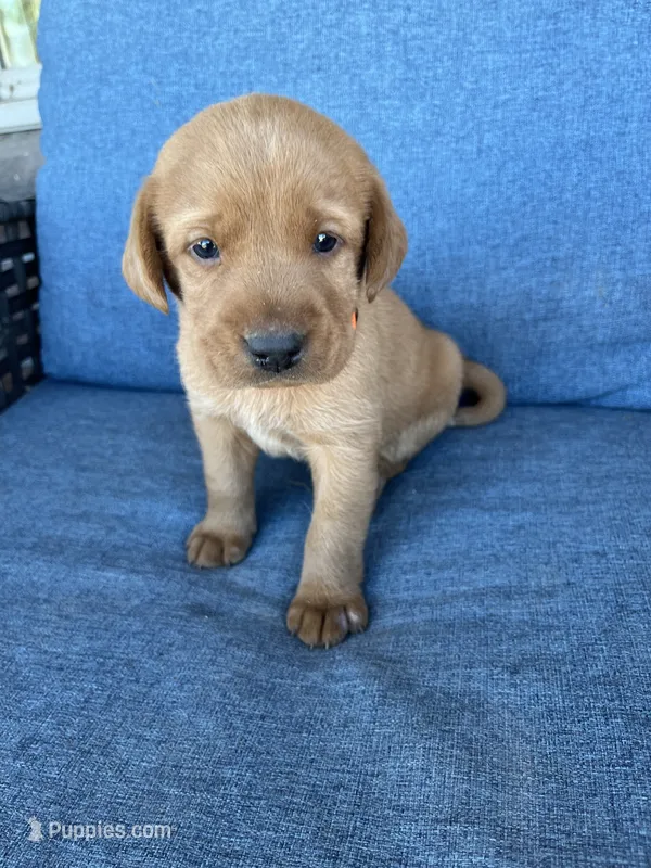 Orange Boy – Labrador Retriever puppy for sale in Paynesville, MN