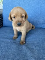 Orange Boy, a male Labrador Retriever for sale in Paynesville, MN – 1 of 1