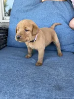 light purple girl, a female Labrador Retriever for sale in Paynesville, MN – 3 of 3