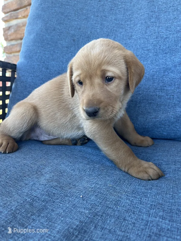 Ivory girl – Labrador Retriever puppy for sale in Paynesville, MN