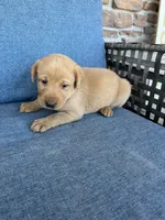 Hot pink girl, a female Labrador Retriever for sale in Paynesville, MN – 3 of 4
