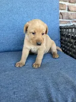 Hot pink girl, a female Labrador Retriever for sale in Paynesville, MN – 2 of 4