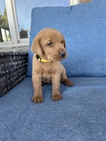 Yellow girl, a female Labrador Retriever for sale in Paynesville, MN – 3 of 4