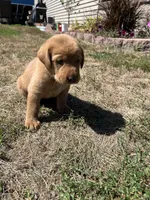 Blue Boy, a female Labrador Retriever for sale in Paynesville, MN – 4 of 4