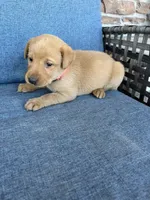 Hot pink girl, a female Labrador Retriever for sale in Paynesville, MN – 4 of 4