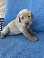Ivory girl, a female Labrador Retriever for sale in Paynesville, MN – 3 of 3