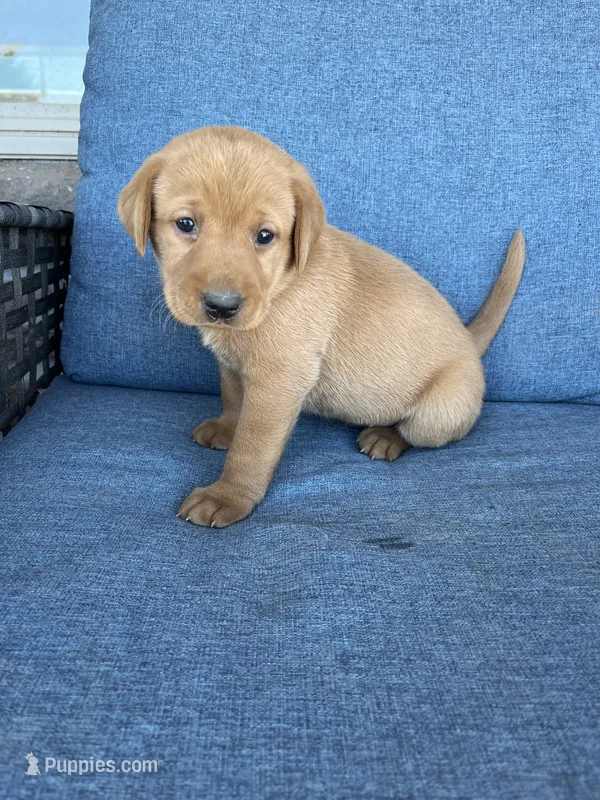 light blue girl – Labrador Retriever puppy for sale in Paynesville, MN